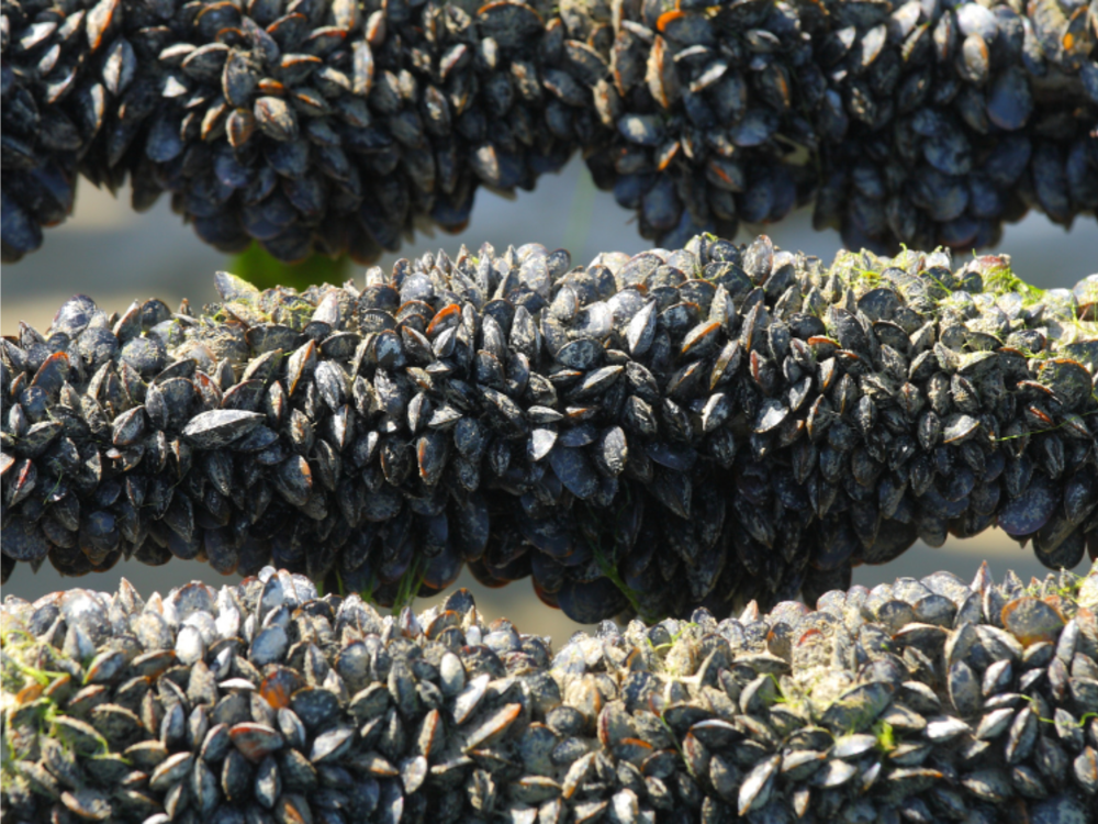 AMAP - La Molluschicoltura nelle Marche - Descrizione Filiera