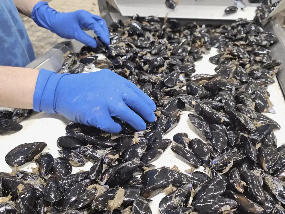 Promuovere lo sviluppo dell'acquacoltura marina